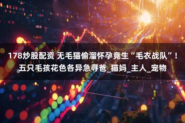 178炒股配资 无毛猫偷溜怀孕竟生“毛衣战队”！五只毛孩花色各异急寻爸_猫妈_主人_宠物
